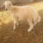 طلي حري