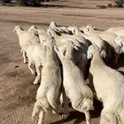 متوفر حري وسواكن
