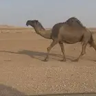 صفراء لقحه