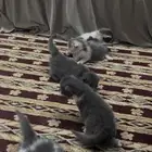 قنطط للبيع
