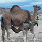 للبيع ناقه حمرا خلفه مصغر تحتها بكره