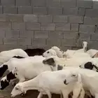 صمع