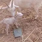 ماعز مستورده للبيع