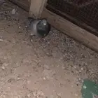 زاجل حمام