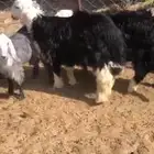 خرفان اثنين نجديات ومعهن تيس