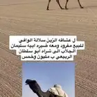 قعود مفرود معه ضير سلالته كفو