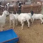 للبيع برابر جذعان مواليد الديره