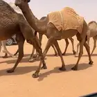بكره صفرا