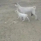 معزا مقاني