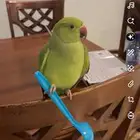 ببغاء درة اليف