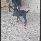 عنز عارضيه طيب صحه شرط ديد شرط سن شرط