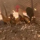 3 دجاجات وديك بشاير