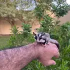 سنجاب قلايزر انثى اليفه جدا