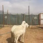 سواكن جبره جبره وزن حدود 50