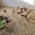 فروخ دجاج