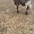 شاه السن جذعه طيبه