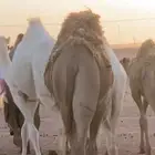 قعود