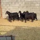 معزا دفيع بهيم