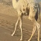 للبيع قعود سمين على حليب تحت امه