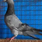 حمام قطيفي مستويات ابطال طيور مشروطه