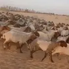 نعيم 220 راس مراح واحد دفيع