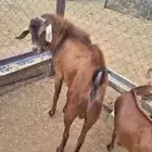تيس فحل