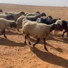 غنم للبيع