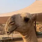 للبيع بكره مقنوي