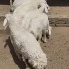 طليان تم البيع