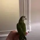 ببغاء اسنغالي اليف وهدد نشبه ومتكلم واليف حمامه