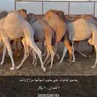حشو على حليب فل شحم واطيب من التصوير