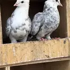 للبيع. 3اجواز .