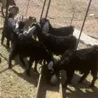 جذعات خمس شهور