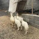 ضان متابيع