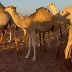 للبيع اربع قعدان شرط ارجو رجاء ليتواصل الا الصامل