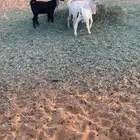 دواغير تيوس