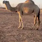 بكره حايل