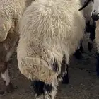 خاروف جبر مغلق شحم