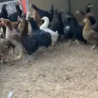 دجاج بلدي