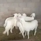 رخال للبيع