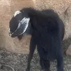 فحل للبيع