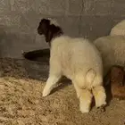 هرافى نعيم
