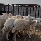 رخال صنف حرش جذعات