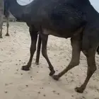 قعود للبيع تحت امه عمره 9 شهور. سيم (9000)آلف