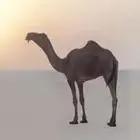 قعود حق جده فزاع الهرش