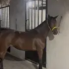 فرس شعبيه