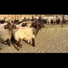 غنم نعيم دفيع