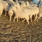 غنم رفد مراح واحد