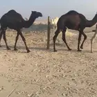 قعدان طيبه بريه للبيع