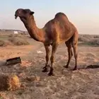 فريحي على معدي